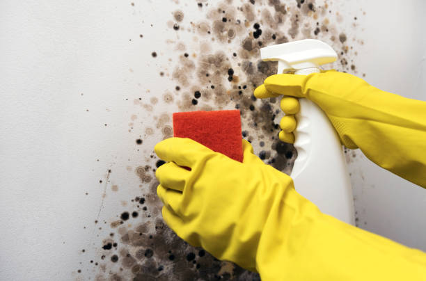 Best Health and Safety Mold Remediation in Plainview, NE