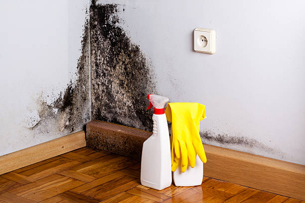 Best Crawl Space Mold Remediation in Plainview, NE